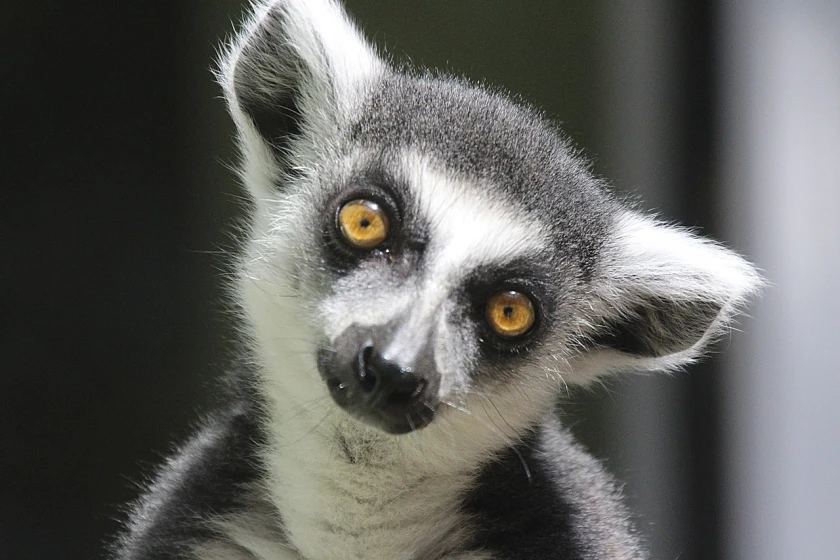 Viajes en Madagascar